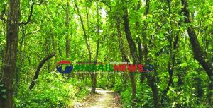 মধুপুর শালবন পুণঃ প্রতিষ্ঠা পেলে ফিরে পাবে হারানো ঐতিহ্য