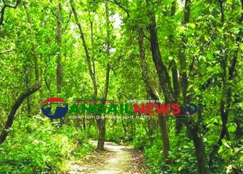 মধুপুর শালবন পুণঃ প্রতিষ্ঠা পেলে ফিরে পাবে হারানো ঐতিহ্য