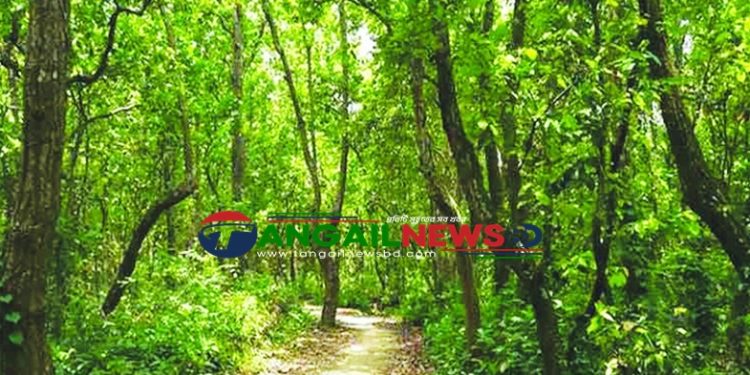 মধুপুর শালবন পুণঃ প্রতিষ্ঠা পেলে ফিরে পাবে হারানো ঐতিহ্য