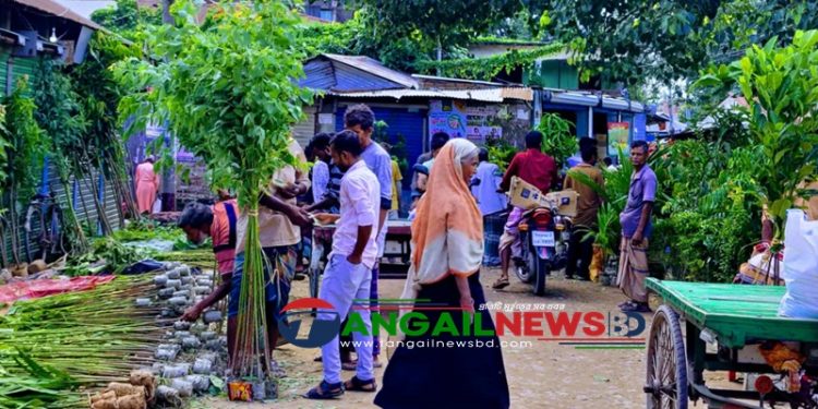 গোপালপুরে অবাধে বিক্রি হচ্ছে নিষিদ্ধ ইউক্যালিপটাস গাছের চারা