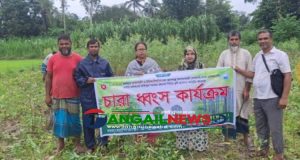 সখীপুরে পরিবেশ বিধ্বংসী ৫৩ হাজার ইউক্যালিপটাস চারা ধ্বংস