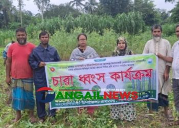 সখীপুরে পরিবেশ বিধ্বংসী ৫৩ হাজার ইউক্যালিপটাস চারা ধ্বংস