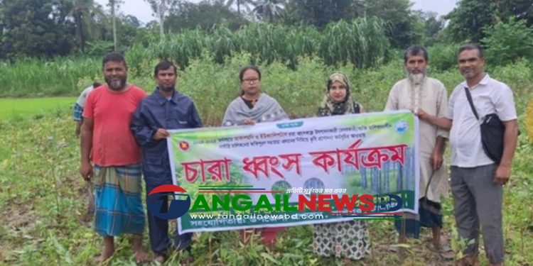 সখীপুরে পরিবেশ বিধ্বংসী ৫৩ হাজার ইউক্যালিপটাস চারা ধ্বংস
