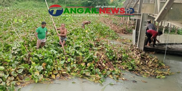 কালিহাতীতে ইউএনও'র উদ্যোগে নদী থেকে জলজ আগাছা অপসারণ