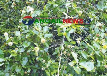 মধুপুর শালবনে দেখা মিলল বিরল প্রজাতির কেলিকদম গাছ