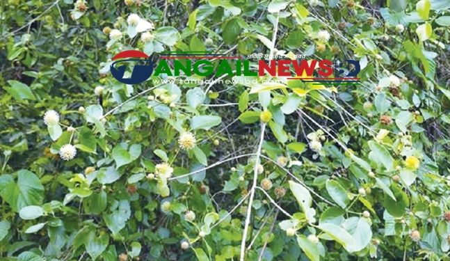 মধুপুর শালবনে দেখা মিলল বিরল প্রজাতির কেলিকদম গাছ