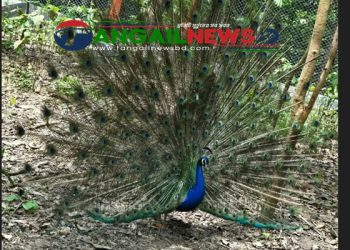 মধুপুর শালবনের ময়ূরগুলো বাচ্চা ডিম দেয়া শুরু করেছে