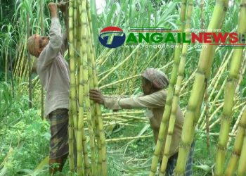 আখ চাষে টাঙ্গাইলের কৃষকদের স্বপ্ন পুরণ ॥ কম পরিশ্রম ও খরচে বেশি লাভ