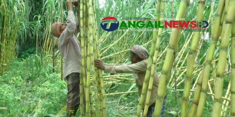 আখ চাষে টাঙ্গাইলের কৃষকদের স্বপ্ন পুরণ ॥ কম পরিশ্রম ও খরচে বেশি লাভ