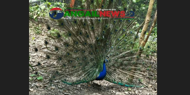 মধুপুর শালবনের ময়ূরগুলো বাচ্চা ডিম দেয়া শুরু করেছে