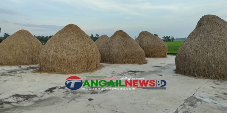 কালিহাতীতে বয়েল মাঠে শিল্পীর মতো সাজানো খড়ের গাদা