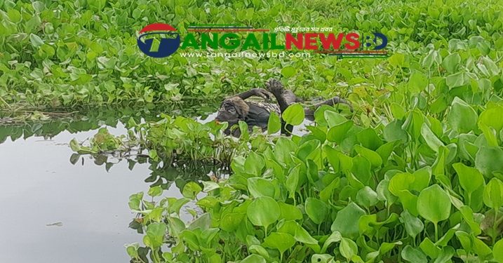 নাগরপুরে কোনড়া বিলে অজ্ঞাত ব্যাক্তির লাশ উদ্বার