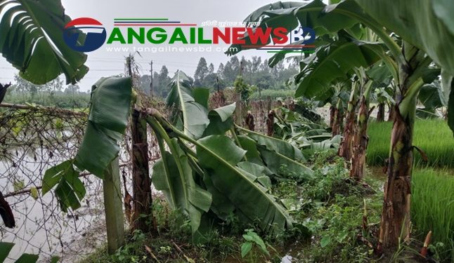 স্থানীয় শত্রুতার জেরে গোপালপুরে কৃষকের কলা গাছ কেটে বিনষ্ট