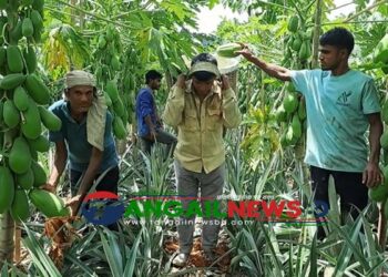 মধুপুরে বানিজ্যিকভাবে পেঁপে চাষে নতুন রেকর্ড কৃষকদের