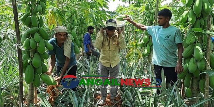 মধুপুরে বানিজ্যিকভাবে পেঁপে চাষে নতুন রেকর্ড কৃষকদের