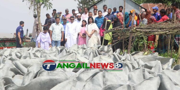 টাঙ্গাইলের ডিসির উদ্যোগে নদী ভাঙনে রক্ষা পেলো ৫০০ পরিবার