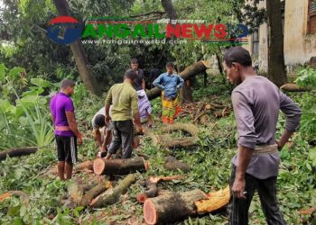 মির্জাপুরে পিতা-পুত্র নিলামে অংশ নিয়ে গাছ বিক্রির অভিযোগ