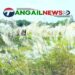 টাঙ্গাইলে কাশফুলের অভয়ারণ্যে মন প্রাণ মিশে একাকার হয়ে ওঠে