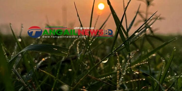 টাঙ্গাইলে শীতের আগমনে নতুন রূপে সাঁজতে শুরু করেছে প্রকৃতি