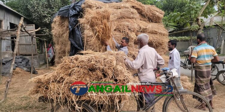 ধানের চেয়ে খড়ের দাম বেশি ॥ গোপালপুরে গো খামারিরা বেকায়দায়