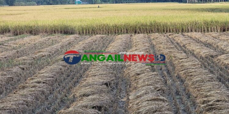 গোপালপুরে আমন ধানের বাম্পার ফলনে কৃষকের মুখে আনন্দের হাসি