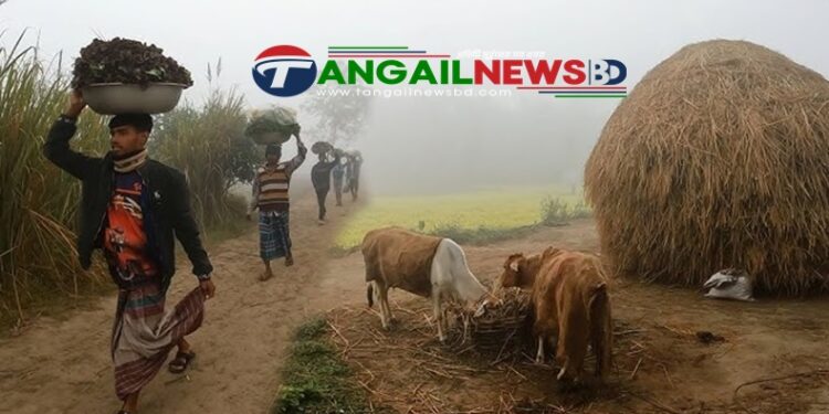 টাঙ্গাইলে শিশির ঝরা শীতে স্নিগ্ধময় গ্রামবাংলার জীবনযাত্রা