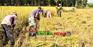 টাঙ্গাইলে কৃষকের রোপা আমন চাষে সাফল্য ॥ বিঘায় ২-৪ মণ উৎপাদন বেশি