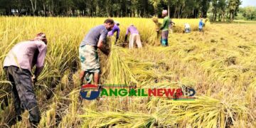 টাঙ্গাইলে কৃষকের রোপা আমন চাষে সাফল্য ॥ বিঘায় ২-৪ মণ উৎপাদন বেশি