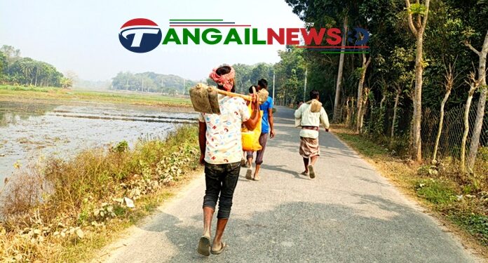 টাঙ্গাইলে সূর্যের দেখা মিললেও কমেনি শীতের তীব্রতা