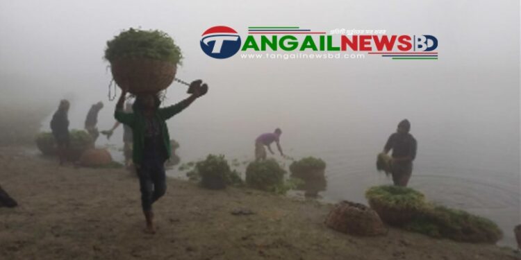 তীব্র শীতে জবুথবু টাঙ্গাইলের নদীতীরের মানুষের