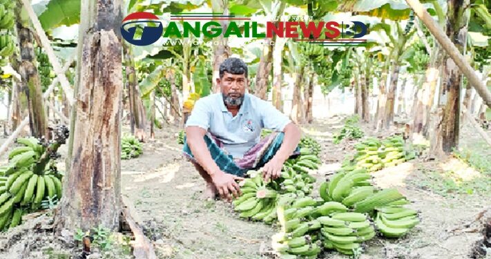 ধনবাড়ীতে প্রায় ৪ শতাধিক কলার কাদি কেটে ফেলেছে দুর্বৃত্তরা