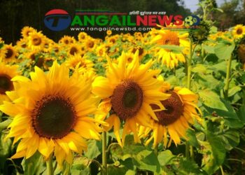 অবুঝ সূর্যমুখীর হাসিতে মুগ্ধ ঘাটাইলের মাকড়াই গ্রাম