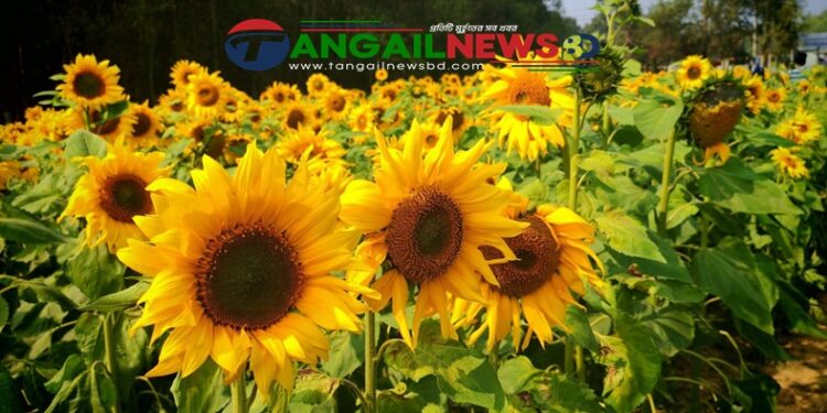 অবুঝ সূর্যমুখীর হাসিতে মুগ্ধ ঘাটাইলের মাকড়াই গ্রাম