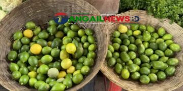 রোজার শুরুতেই টাঙ্গাইলের বাজারে লেবুর ভরি তিনগুণ বেড়েছে