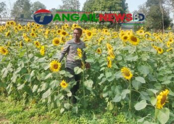 মধুপুরে লাল মাটিতে সূর্যমুখীর চাষে এক টুকরো হলুদ স্বর্গ