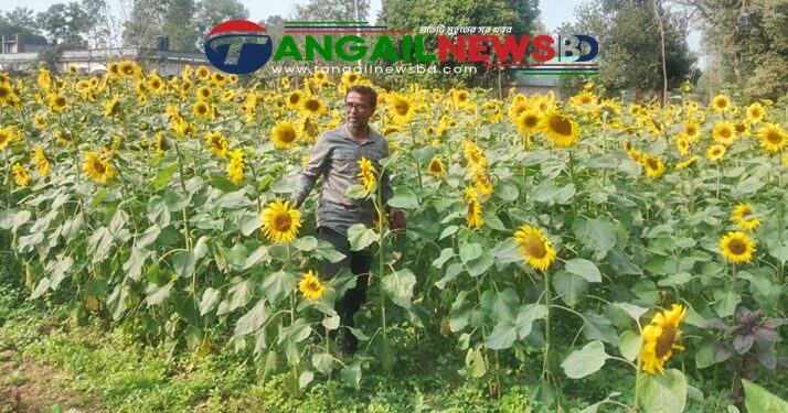 মধুপুরে লাল মাটিতে সূর্যমুখীর চাষে এক টুকরো হলুদ স্বর্গ
