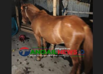 গোপালপুরে ৮টি ঘোড়া জ'বাই করে মাংস বিক্রির প্রস্তুতি ॥ আটক ৪ জন