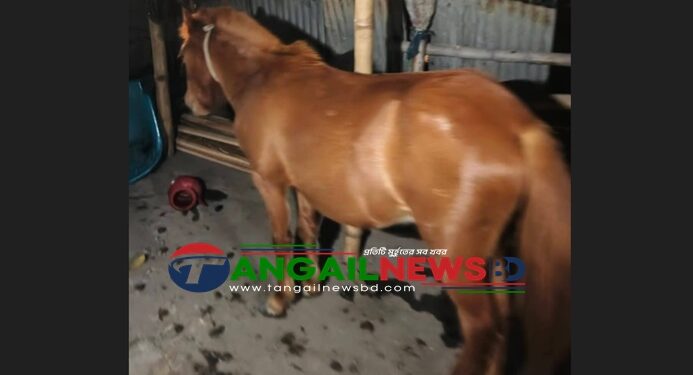 গোপালপুরে ৮টি ঘোড়া জ'বাই করে মাংস বিক্রির প্রস্তুতি ॥ আটক ৪ জন