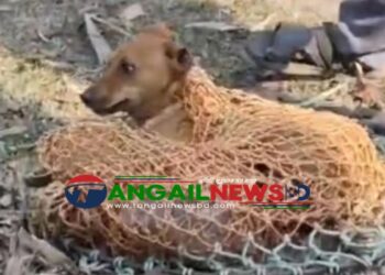 সখীপুরে মুখে বয়াম আটকে পাঁচ দিন ॥ পথকুকুরকে পৌরকর্মীর উদ্ধার