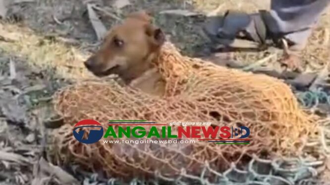 সখীপুরে মুখে বয়াম আটকে পাঁচ দিন ॥ পথকুকুরকে পৌরকর্মীর উদ্ধার