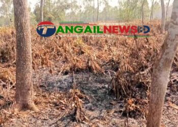 মধুপুরে গাছ নিধনের পর আগুন লাগিয়ে ৭৫ একর বনভূমি জবরদখলের পাঁয়তারা