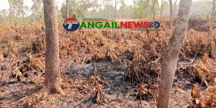 মধুপুরে গাছ নিধনের পর আগুন লাগিয়ে ৭৫ একর বনভূমি জবরদখলের পাঁয়তারা