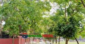 টাঙ্গাইলের গাছে গাছে শোভা পাচ্ছে কচি পাতার সমারোহ