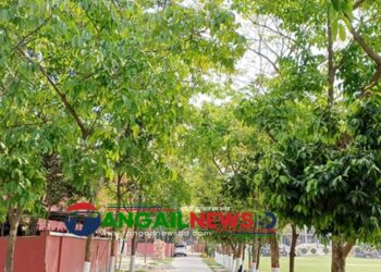 টাঙ্গাইলের গাছে গাছে শোভা পাচ্ছে কচি পাতার সমারোহ