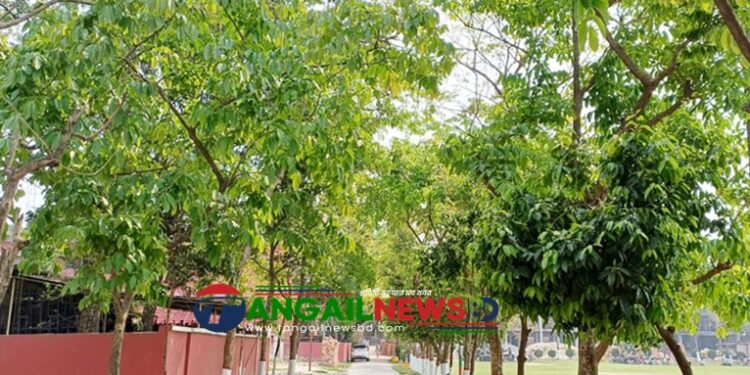 টাঙ্গাইলের গাছে গাছে শোভা পাচ্ছে কচি পাতার সমারোহ