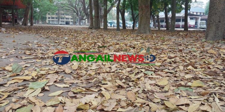 টাঙ্গাইলে ফাগুনে ঝরা পাতার দিন-ধূলি ওড়া বাতাস ॥ পাখির নীড় খোঁজা