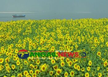 টাঙ্গাইলে যমুনার বালুচরে সূর্যমুখীর হাসিতে স্বপ্ন বুনছেন কৃষকরা