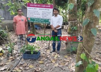 ধনবাড়ীতে চুইঝাল চাষে তপন কুমারের অনন্য সাফল্য তাক লাগিয়েছে