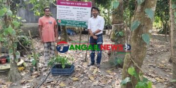 ধনবাড়ীতে চুইঝাল চাষে তপন কুমারের অনন্য সাফল্য তাক লাগিয়েছে