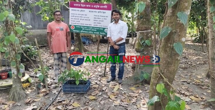 ধনবাড়ীতে চুইঝাল চাষে তপন কুমারের অনন্য সাফল্য তাক লাগিয়েছে